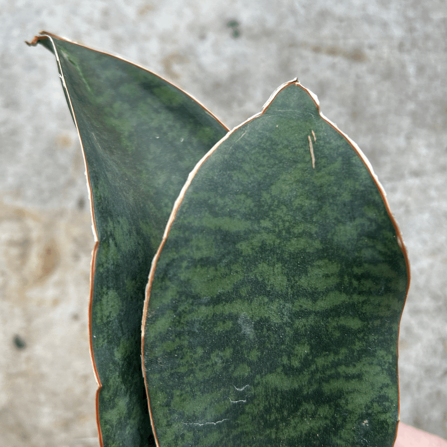 Sansevieria masoniana (Whales fin)
