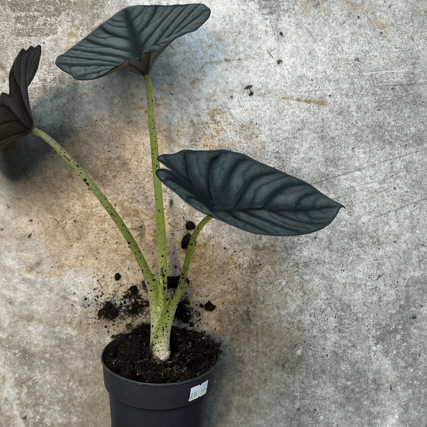 Alocasia 'Nebula Silver'