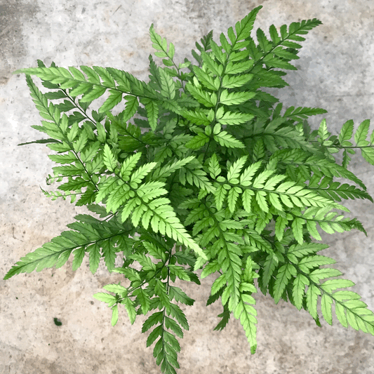Lady Fern Athyrium Filix Femina Plant - Decidous Houseplant
