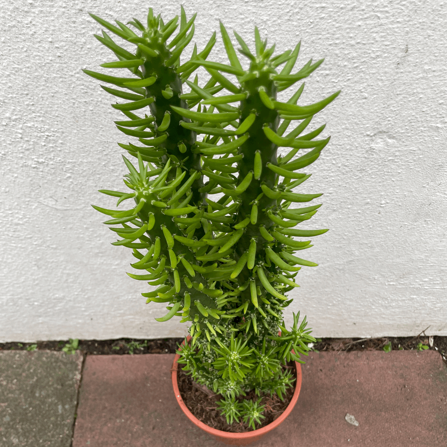 Austrocylindropuntia subulata (Eves Pin Cactus)