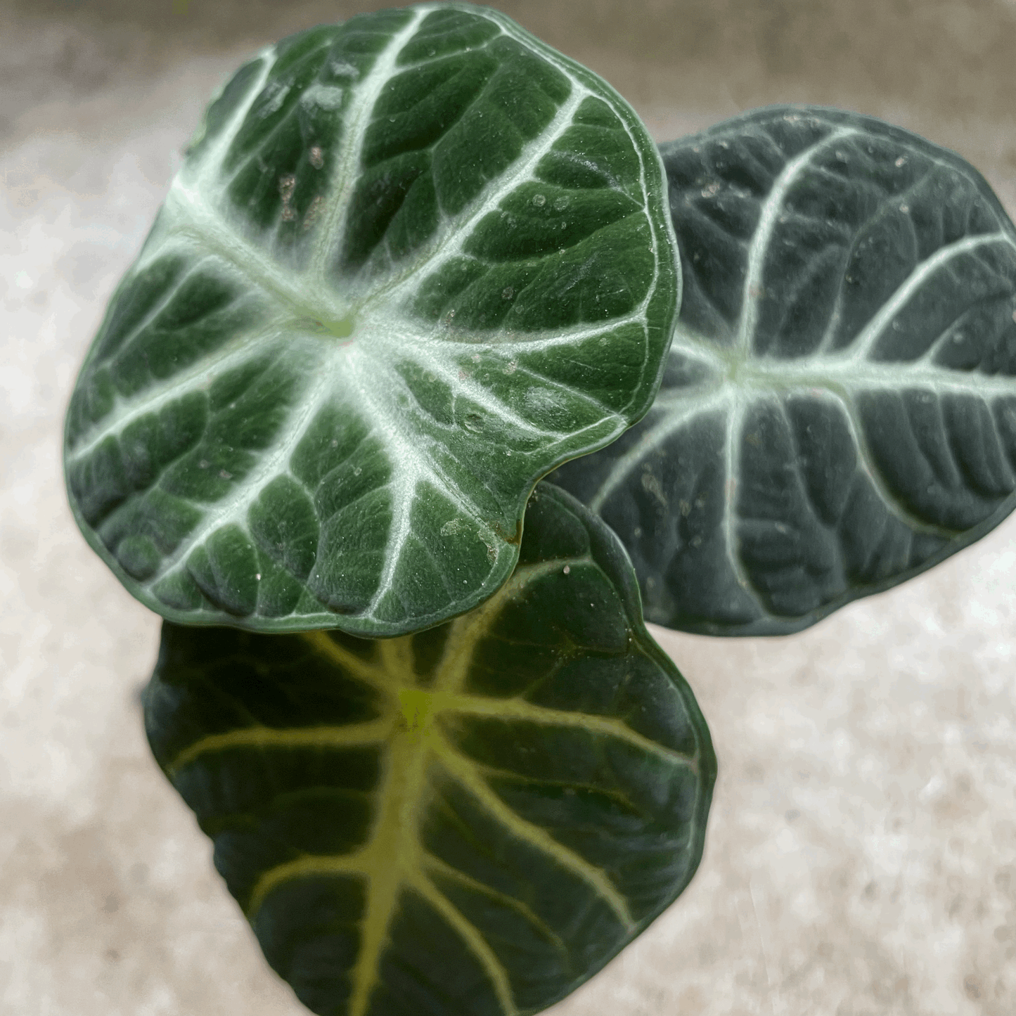 Alocasia 'Ninja'