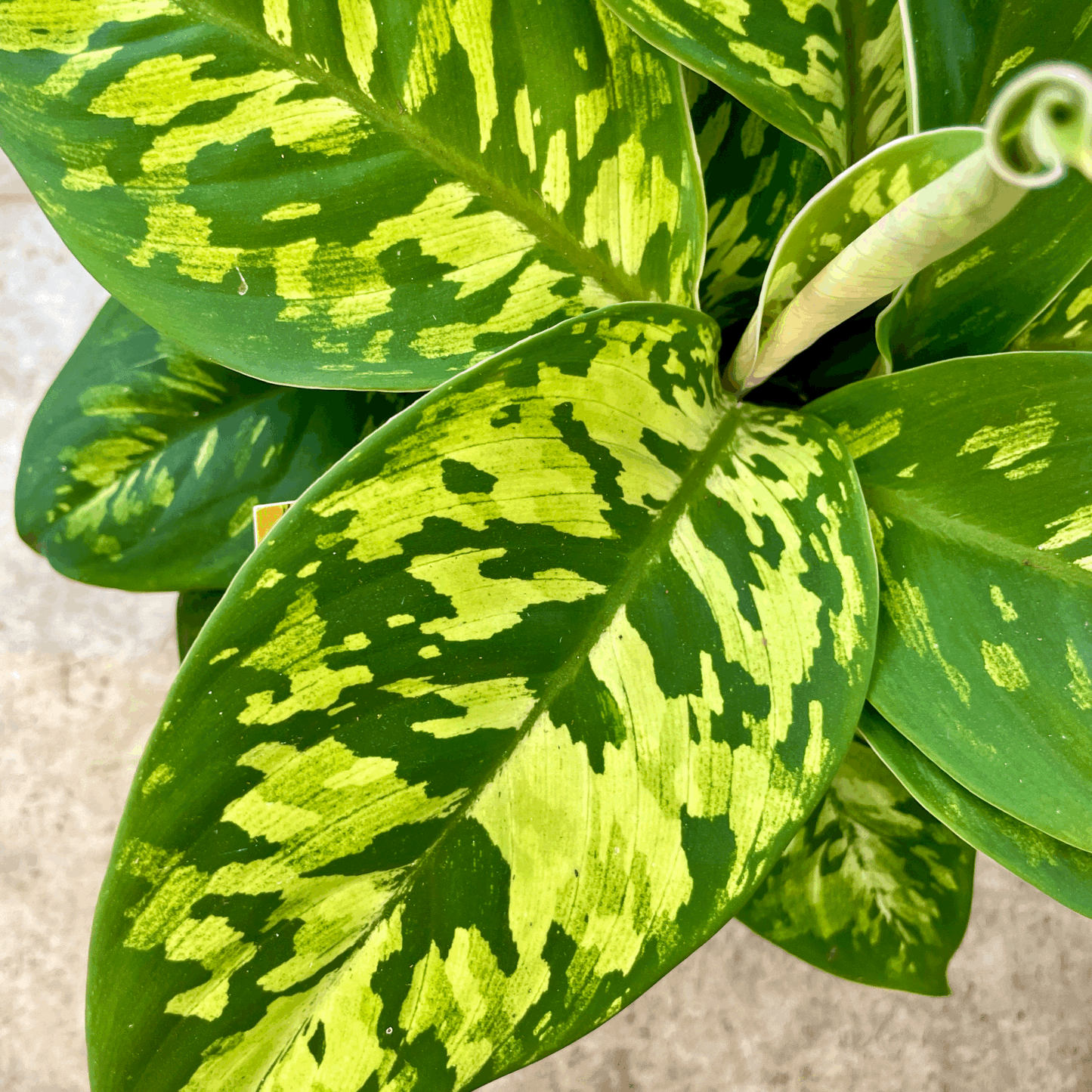 Homalomena wallissi 'Camouflage' (Shield Plant)