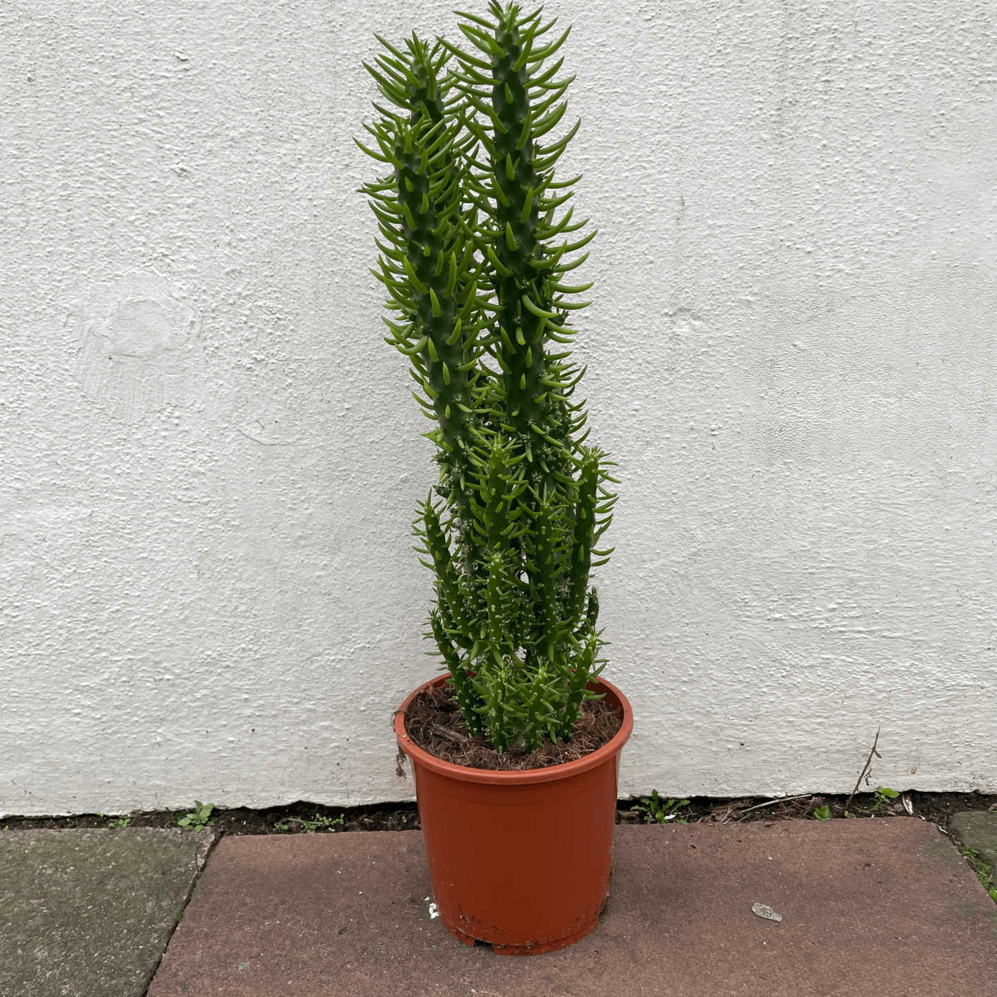 Austrocylindropuntia subulata (Eves Pin Cactus)
