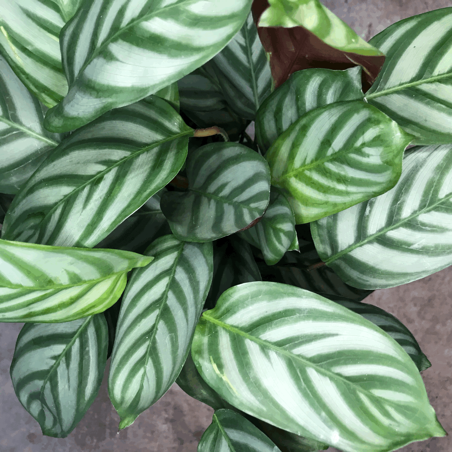 Ctenanthe Setosa Prayer Plant - Calathea Compact Star Houseplant