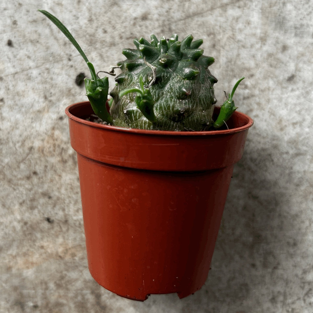Pachypodium lamerei (Madagascar Palm)