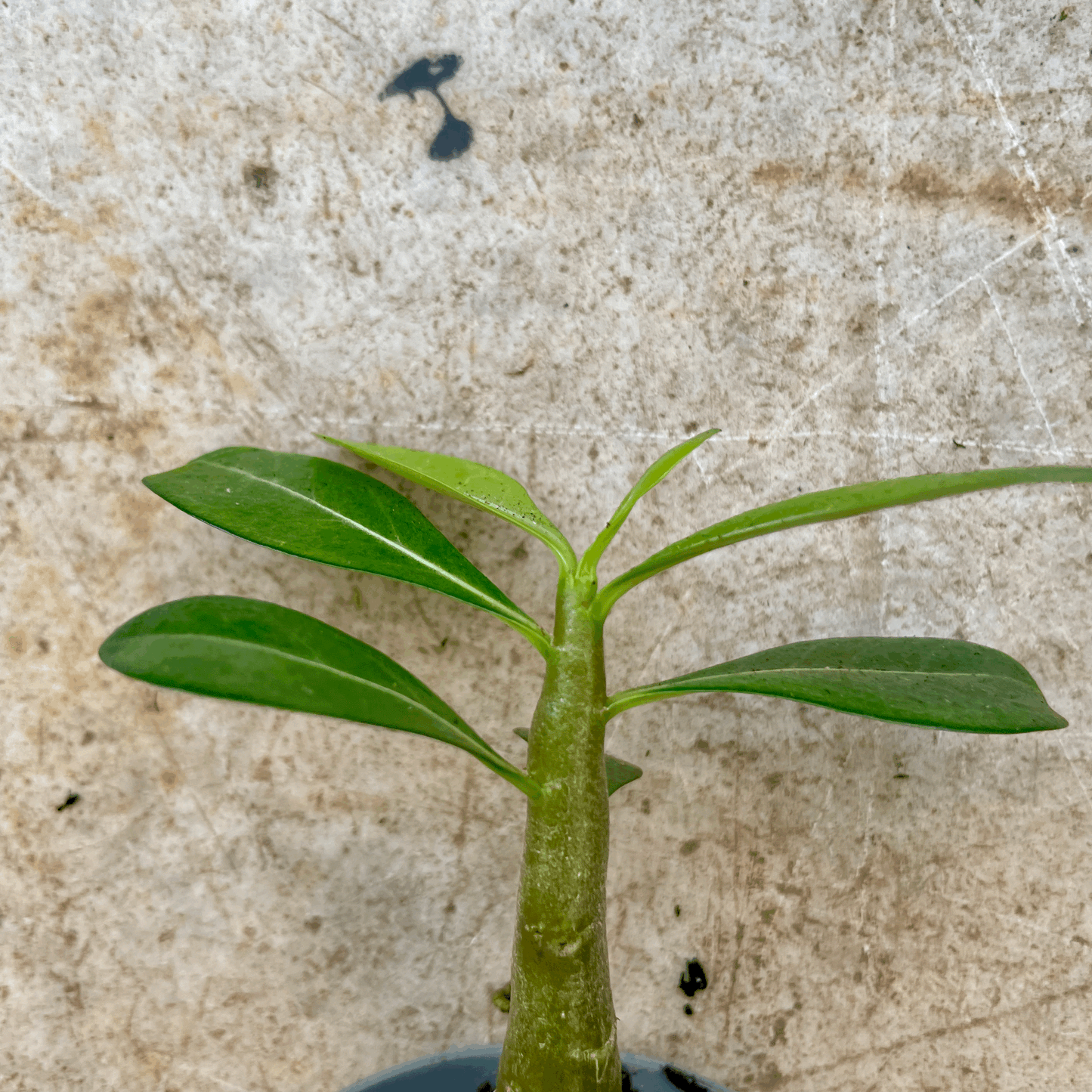 Adenium obesum 'Baobab' (Desert Rose)