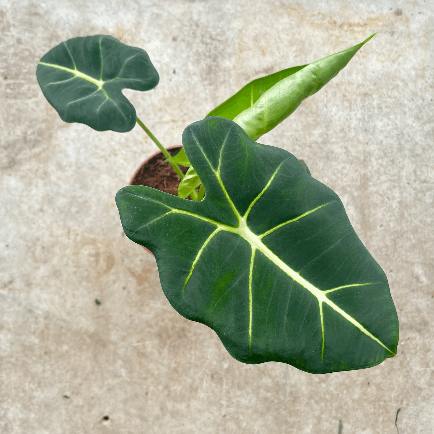 Alocasia micholitziana 'Frydek'