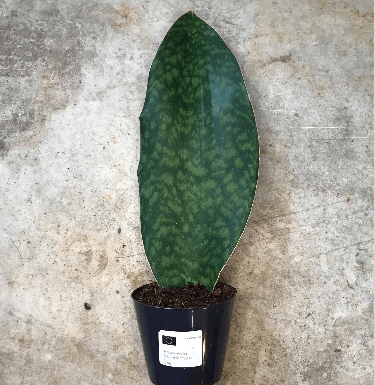 Sansevieria masoniana (Whales fin)