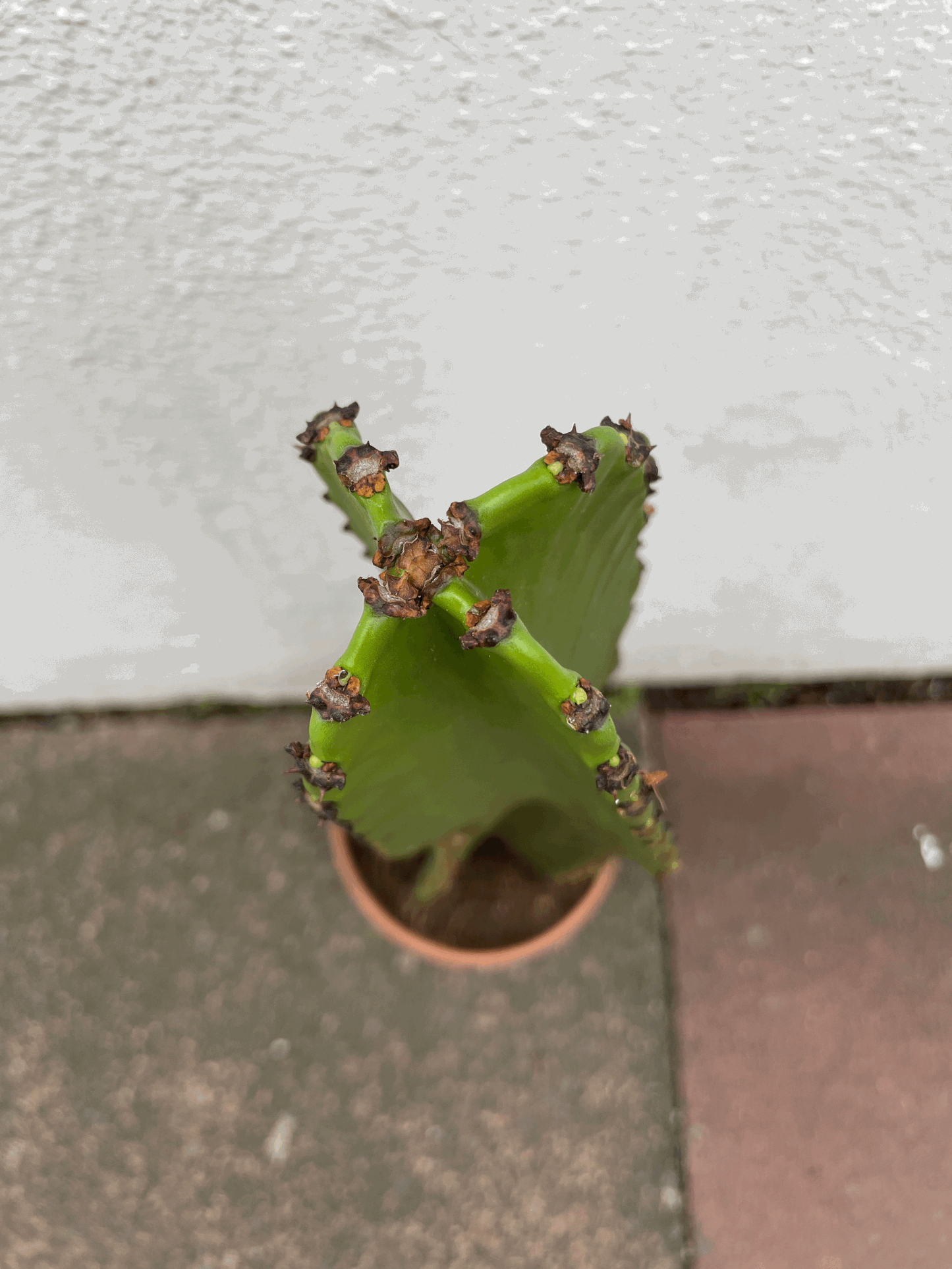 Euphorbia ingens (Cowboy Cactus)