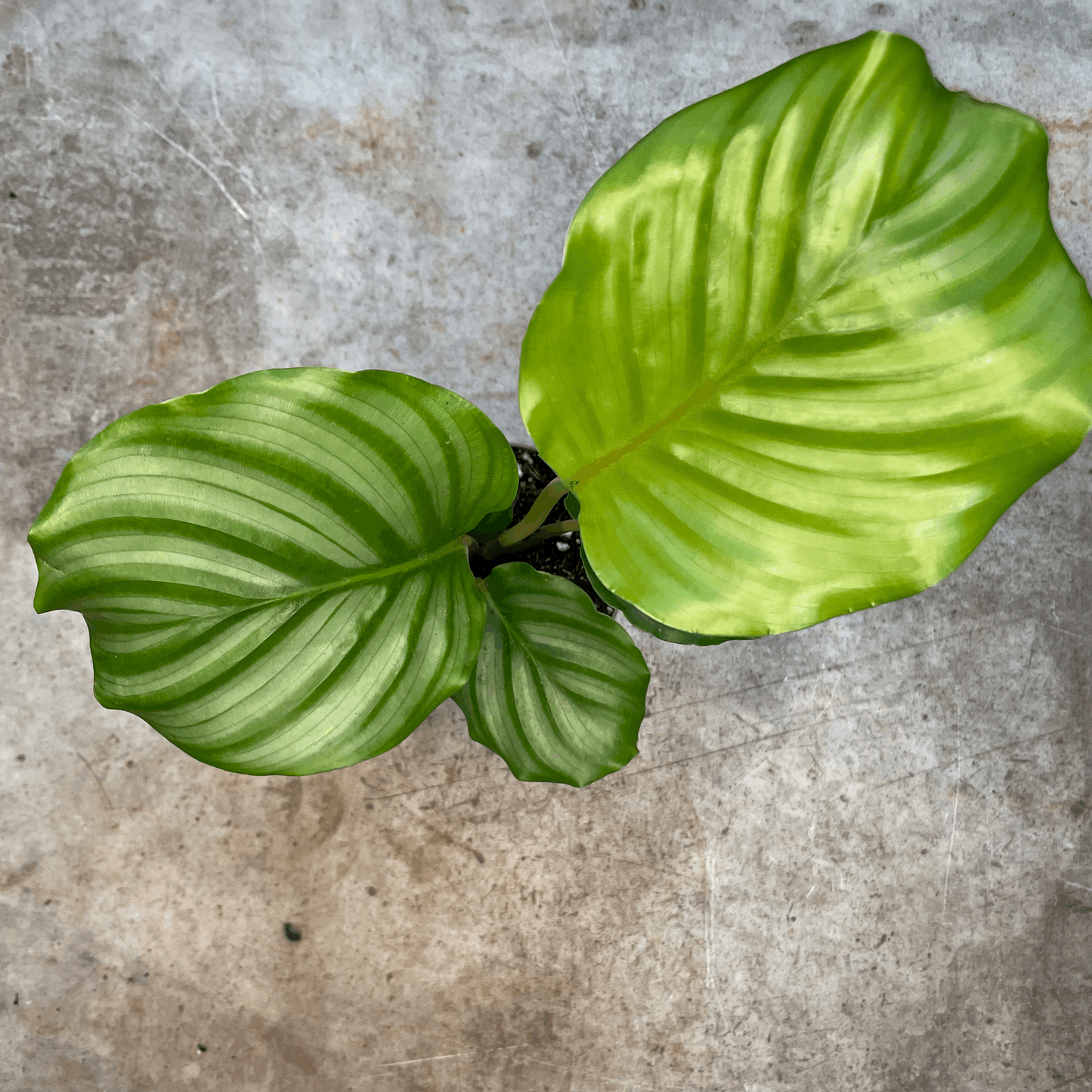 Calathea orbifolia (Prayer Plant)