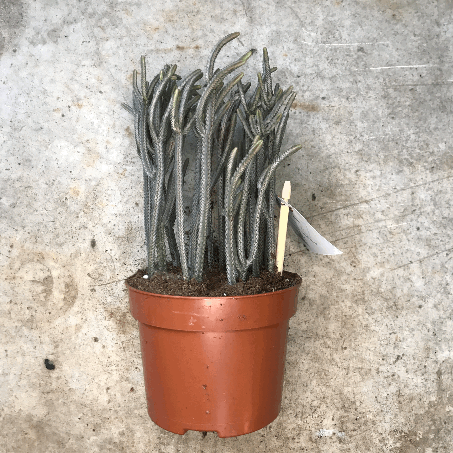Crassula lycopodioides (Watchchain Plant)