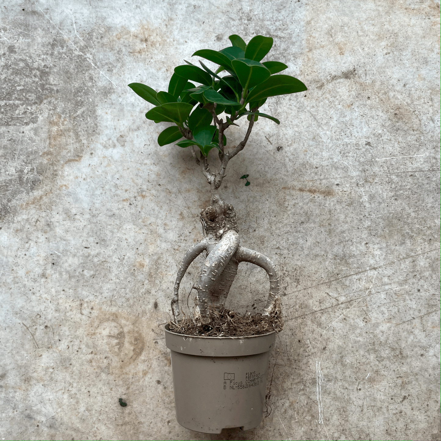 Ficus microcarpa 'Ginseng'
