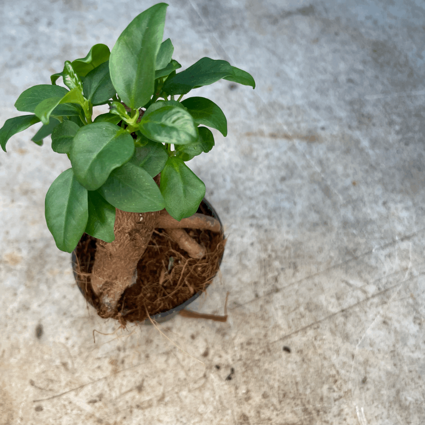 Ficus microcarpa 'Ginseng'