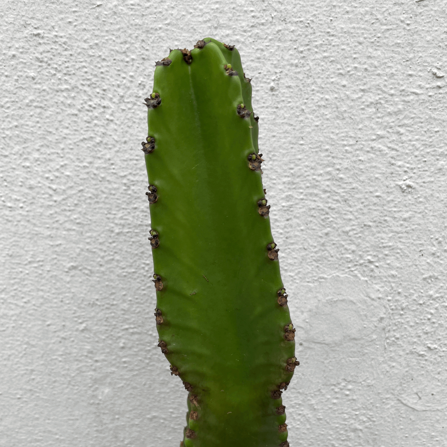 Euphorbia ingens (Cowboy Cactus)