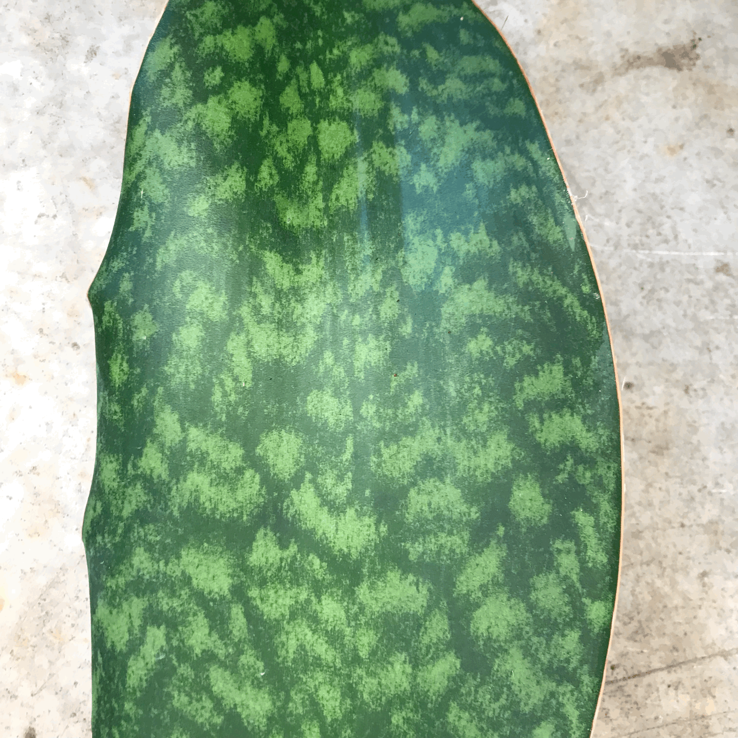 Sansevieria masoniana (Whales fin)