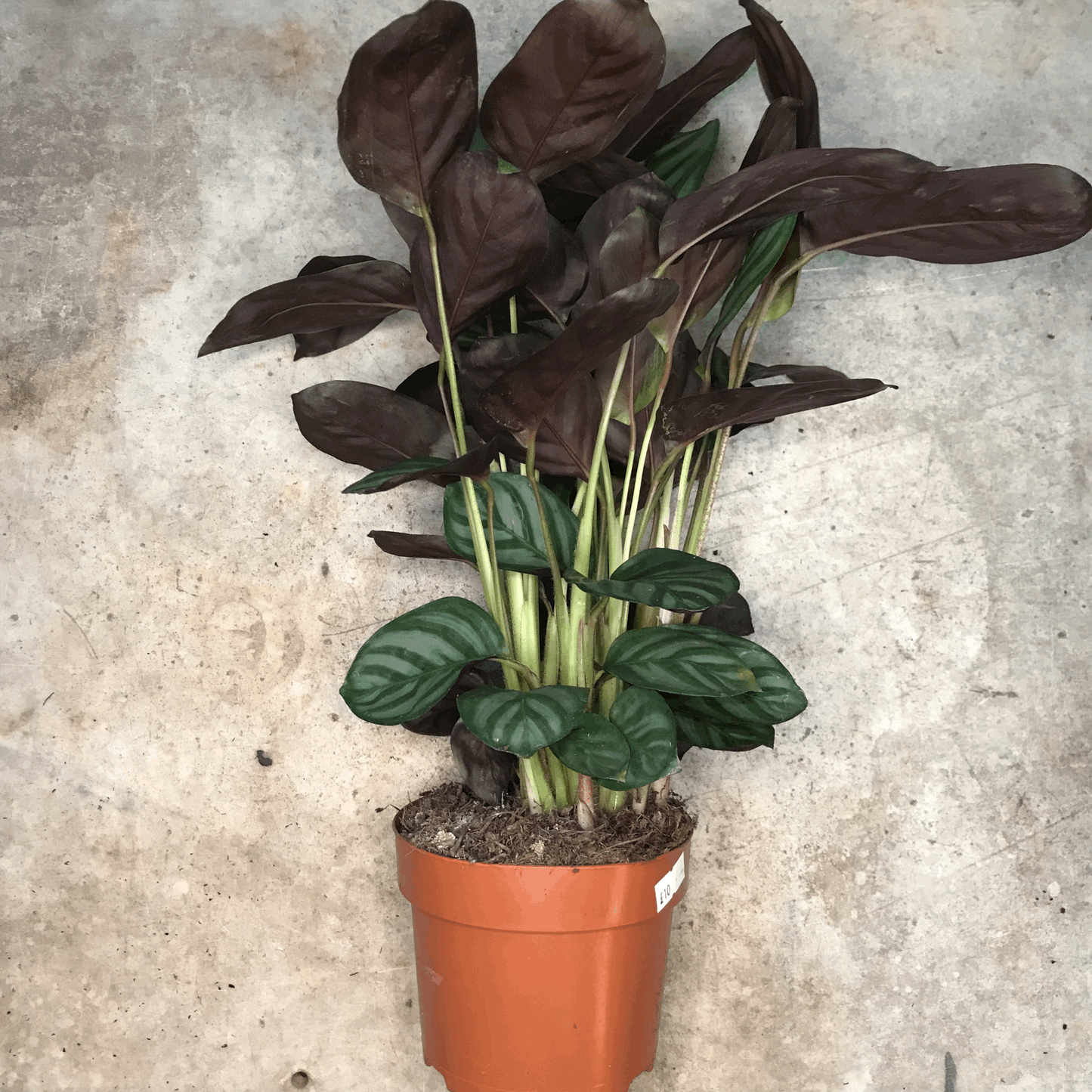 Ctenanthe Setosa Prayer Plant - Calathea Compact Star Houseplant