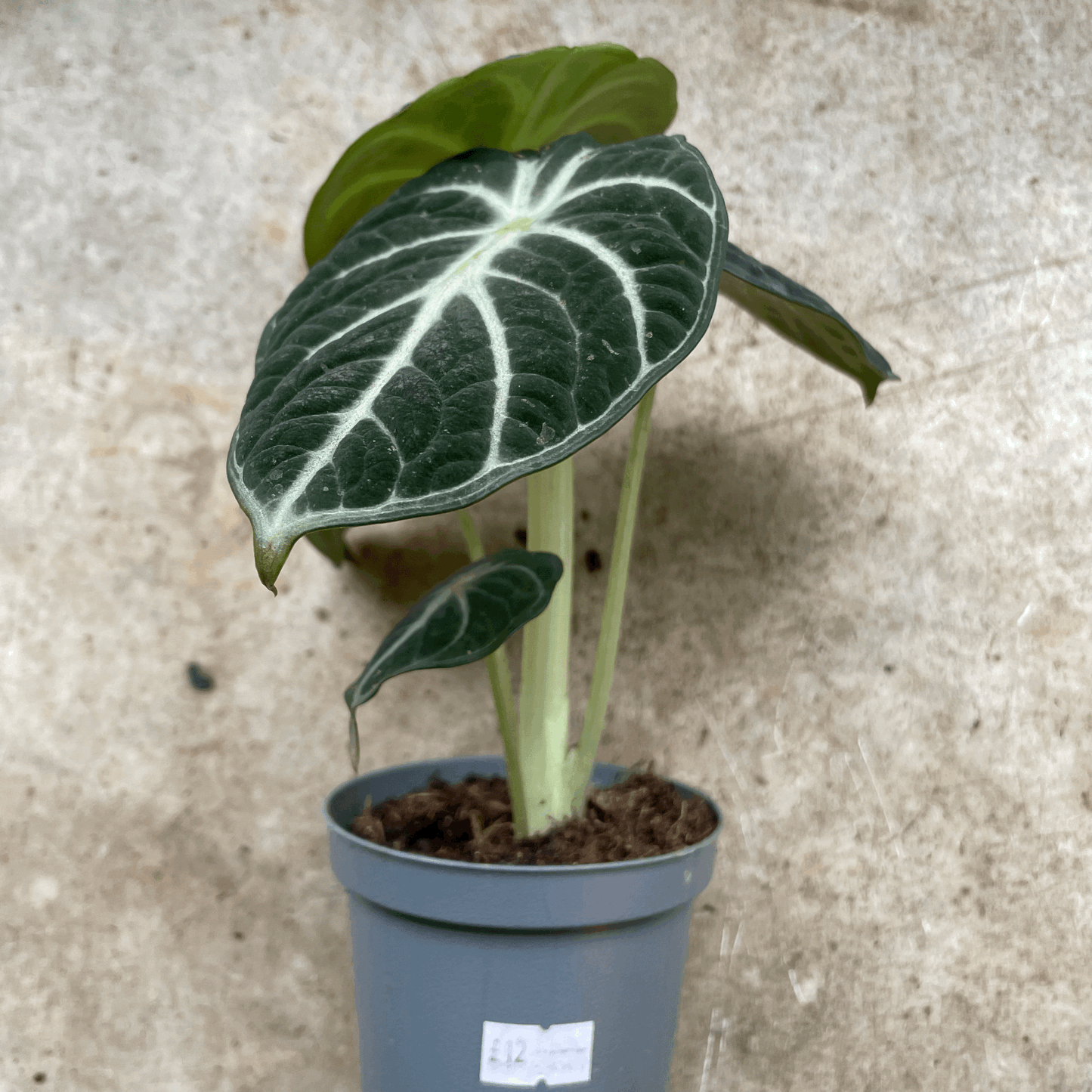 Alocasia 'Ninja'