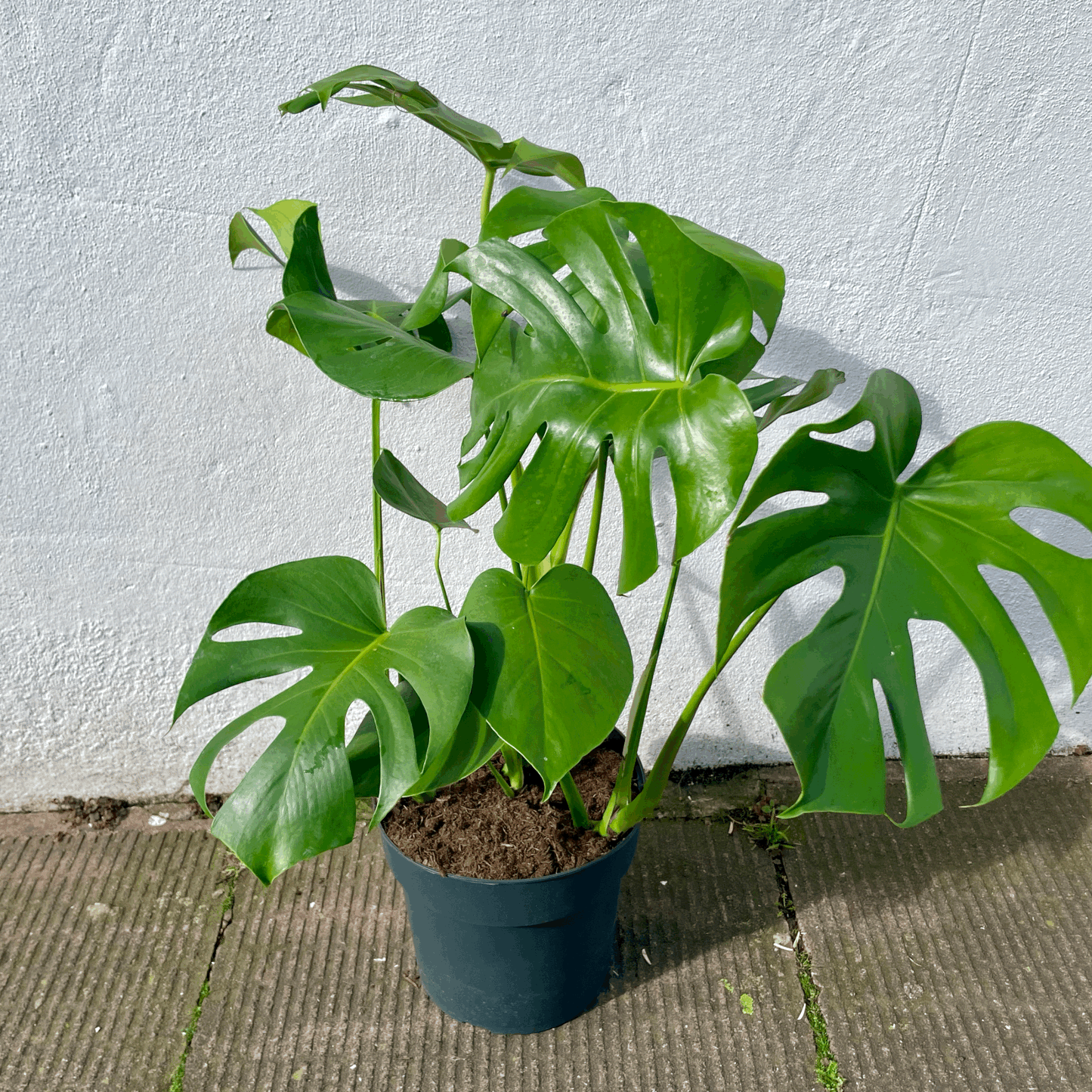 Monstera deliciosa (Swiss Cheese Plant)
