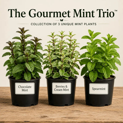 The Gourmet Mint Trio™ – Collection of 3 Unique Mint Plants