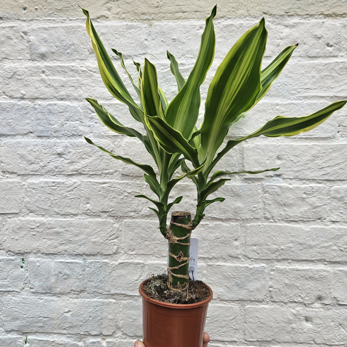 Dracaena fragrans (Corn Plant)