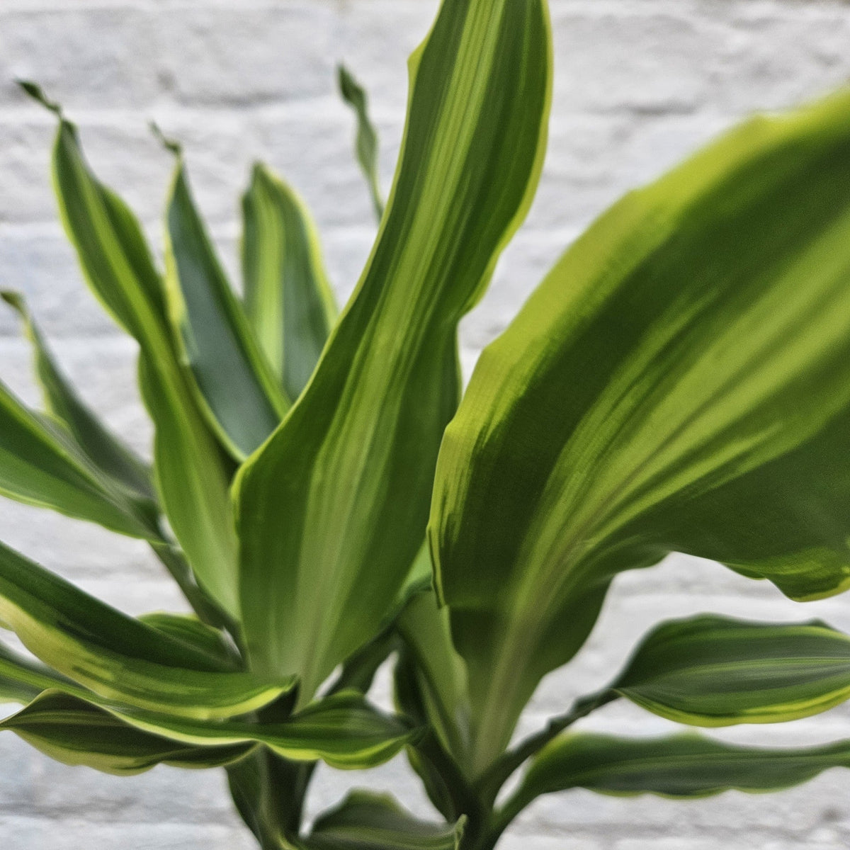 Dracaena fragrans (Corn Plant)