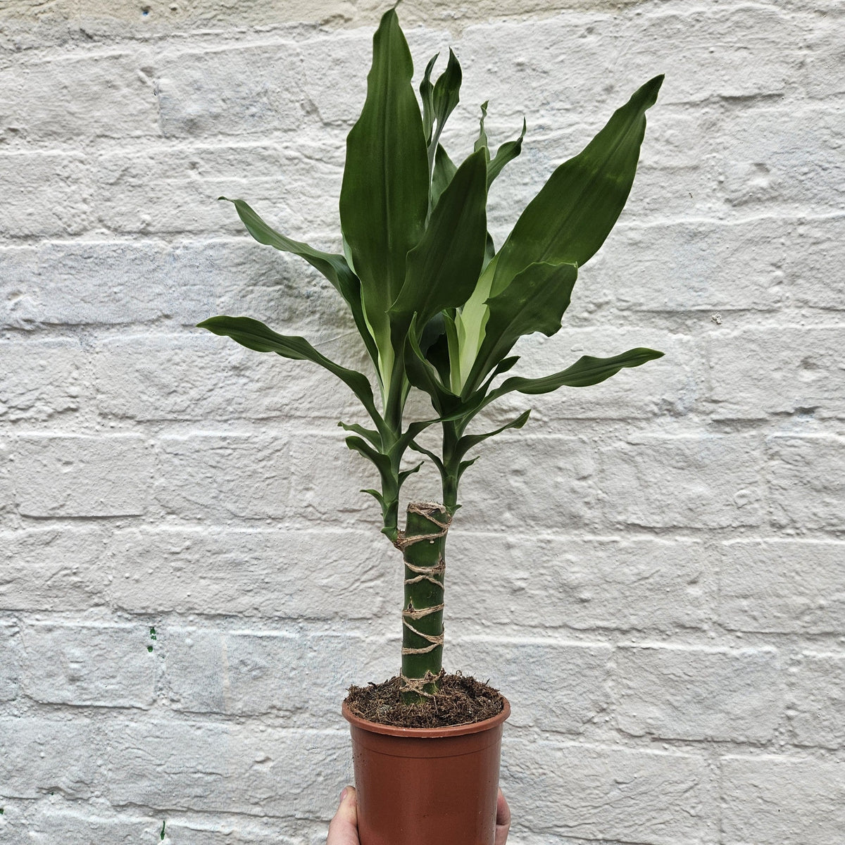 Dracaena fragrans (Corn Plant)