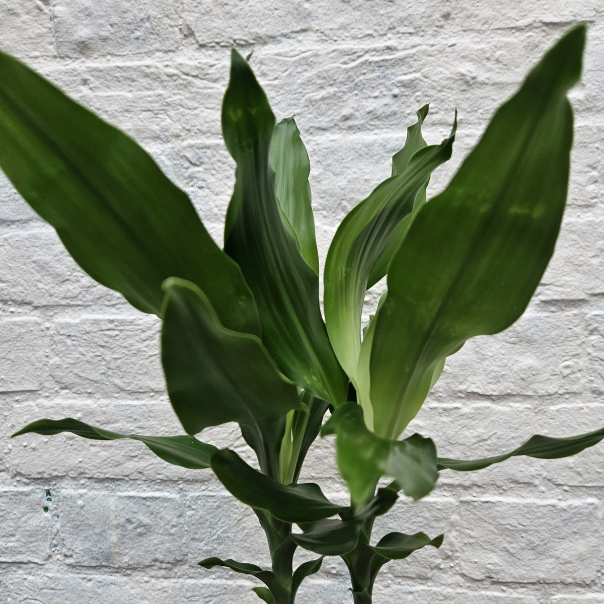 Dracaena fragrans (Corn Plant)