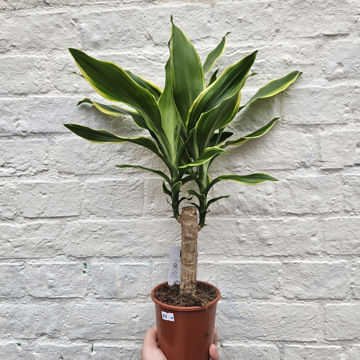 Dracaena fragrans (Corn Plant)