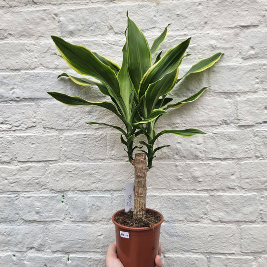 Dracaena Fragrans Houseplant - Corn Plant