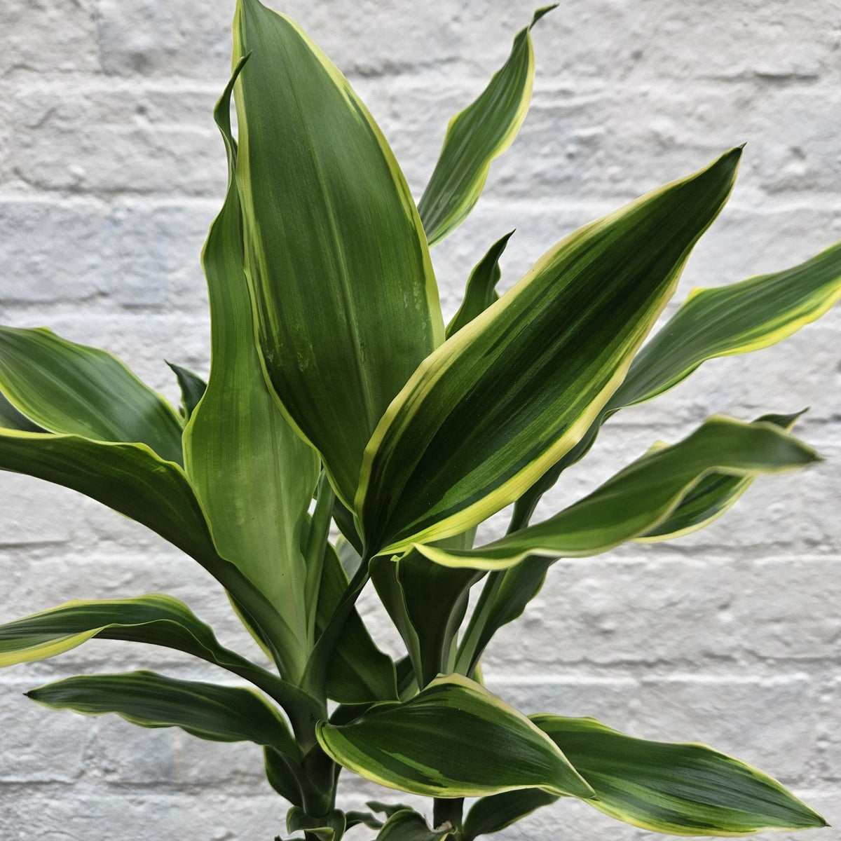 Dracaena fragrans (Corn Plant)