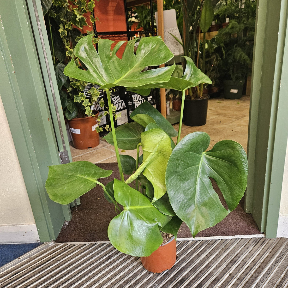 Monstera deliciosa (Swiss Cheese Plant)