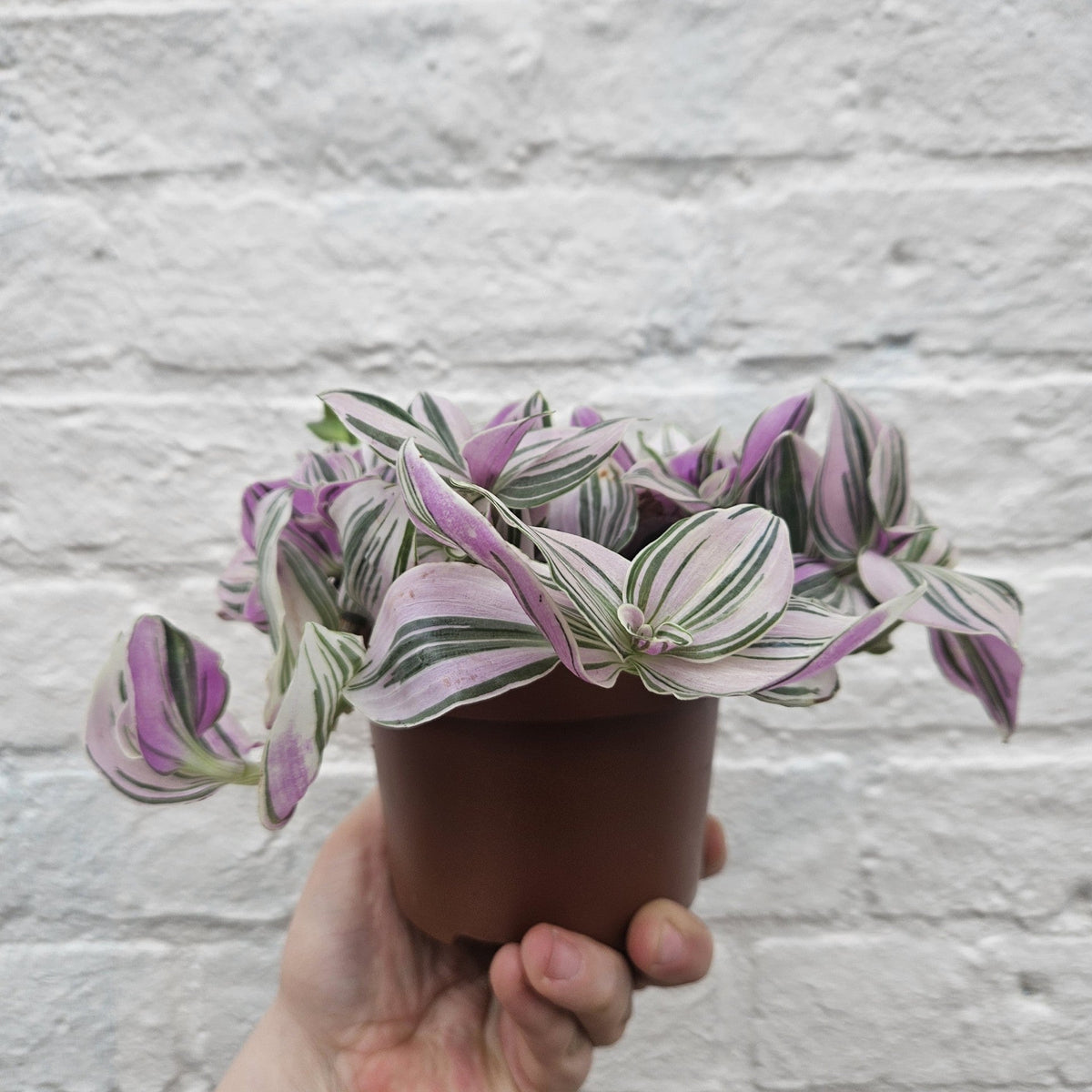 Tradescantia 'Sweetness' (Inch Plant)