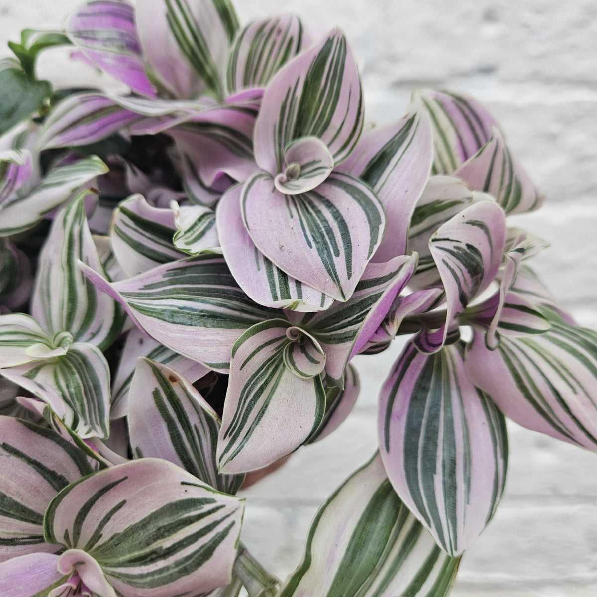 Tradescantia 'Sweetness' (Inch Plant)