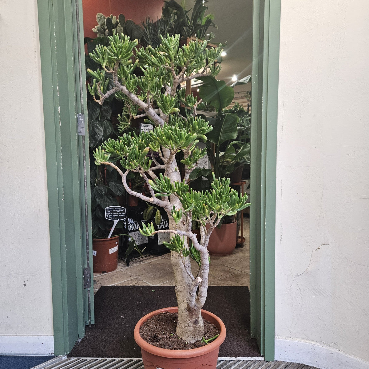 Crassula ovata 'Gollum' (Jade plant)