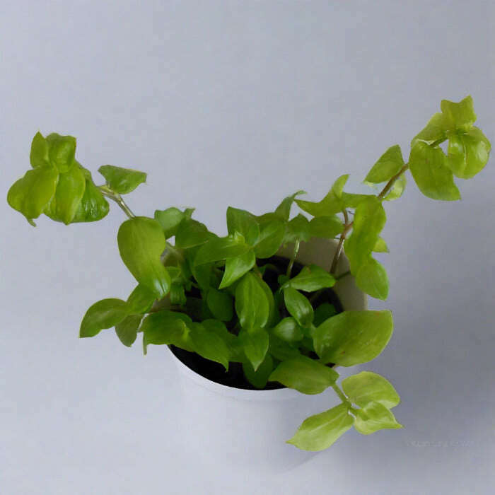 Callisia repens aurea plant leaves