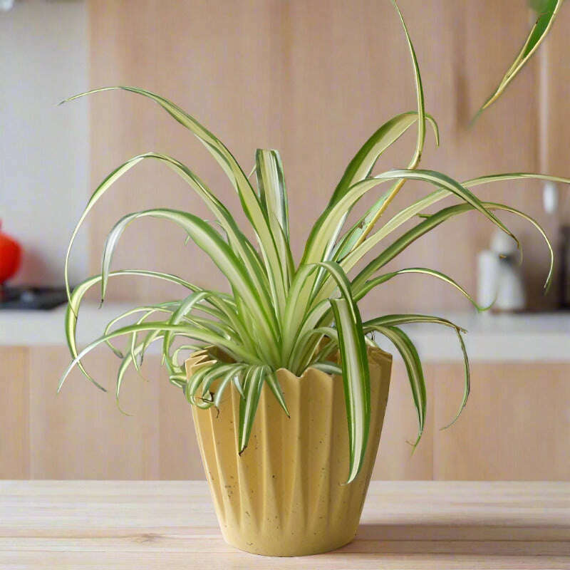 Variegated Spider Plant (Chlorophytum Comosum Variegatum) Small Indoor Plants