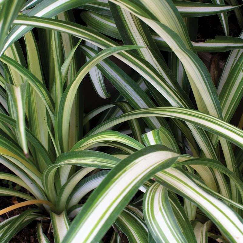 Variegated Spider Plant (Chlorophytum Comosum Variegatum) Small Indoor Plants