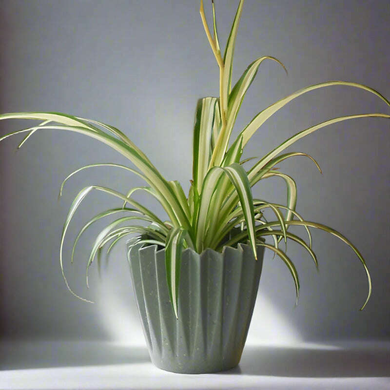 Variegated Spider Plant (Chlorophytum Comosum Variegatum) - Plant and Sage Green Corrugated Pot | Small Indoor Plants