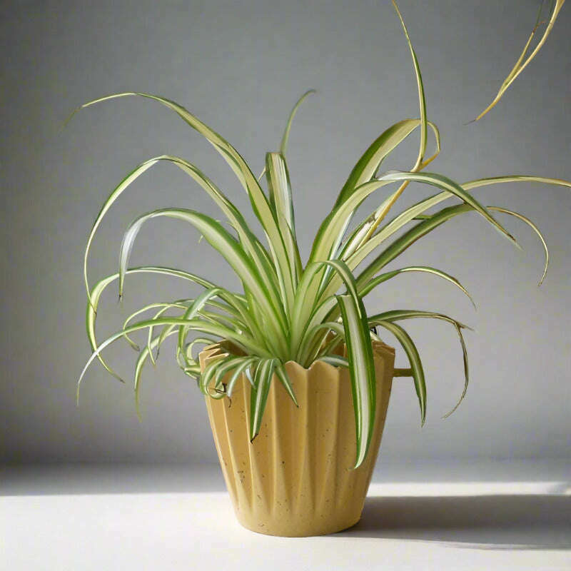 Variegated Spider Plant (Chlorophytum Comosum Variegatum) - Plant and Yellow Corrugated Pot | Small Indoor Plants