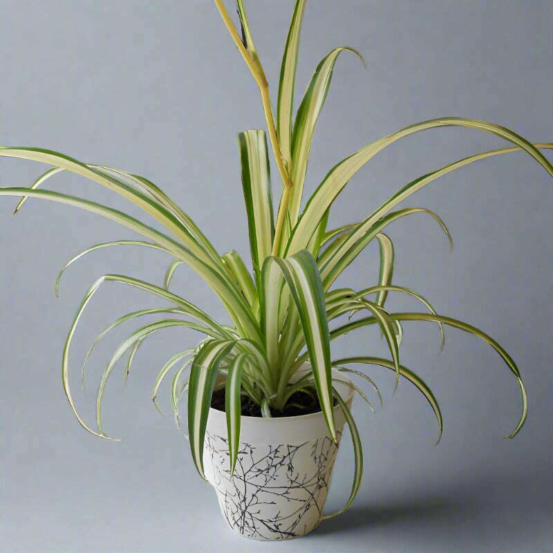 Variegated Spider Plant (Chlorophytum Comosum Variegatum) - Plant and Bamboo Pot | Small Indoor Plants