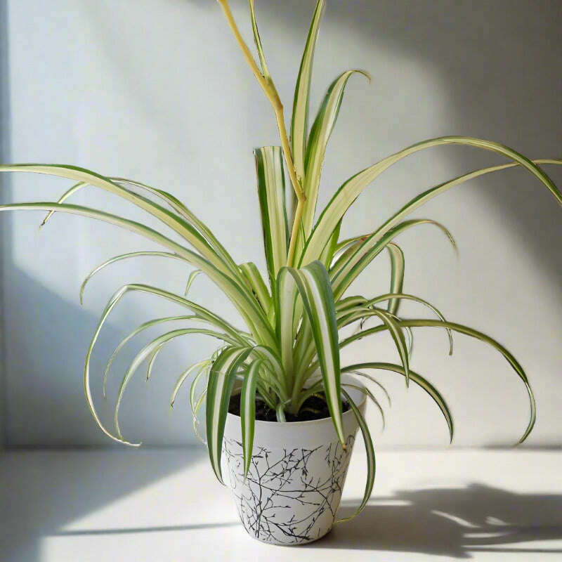 Variegated Spider Plant (Chlorophytum Comosum Variegatum) Small Indoor Plants