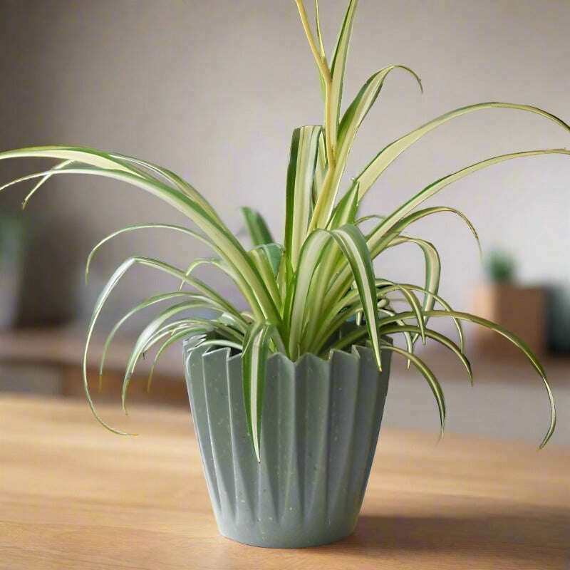 Variegated Spider Plant (Chlorophytum Comosum Variegatum) Small Indoor Plants