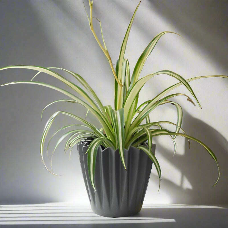 Variegated Spider Plant (Chlorophytum Comosum Variegatum) - Plant and Grey Corrugated Pot | Small Indoor Plants