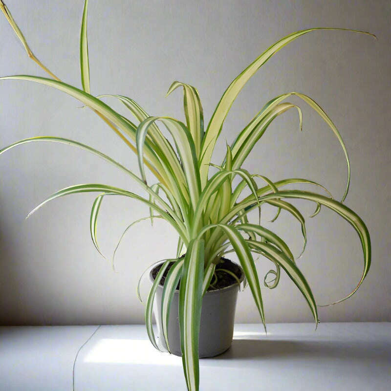Variegated Spider Plant (Chlorophytum Comosum Variegatum) - Plant and Cotton Tasselled Pot Cover | Small Indoor Plants