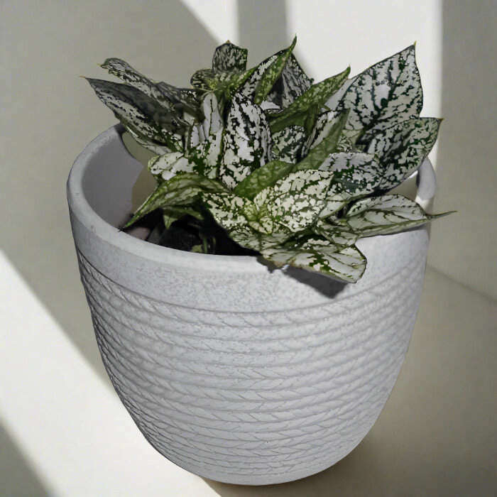 white-polka-dot-plant-hypoestes-phyllostachya-white-small-indoor-plants-Ooj