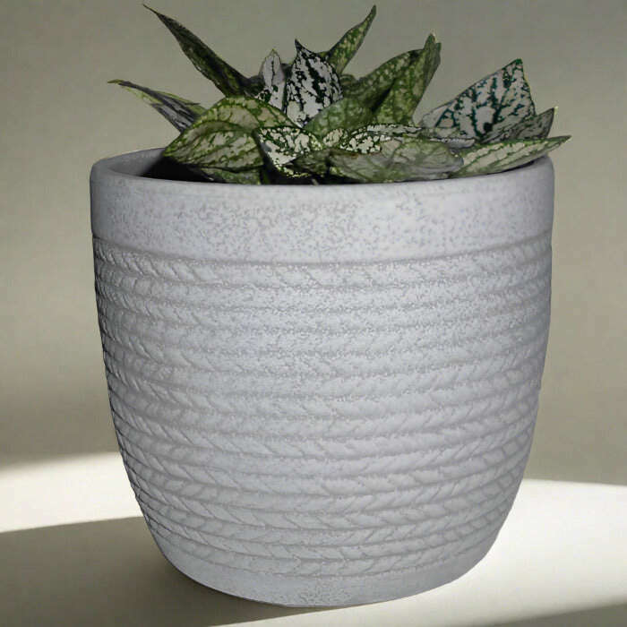 white-polka-dot-plant-hypoestes-phyllostachya-white-small-indoor-plants-mLS