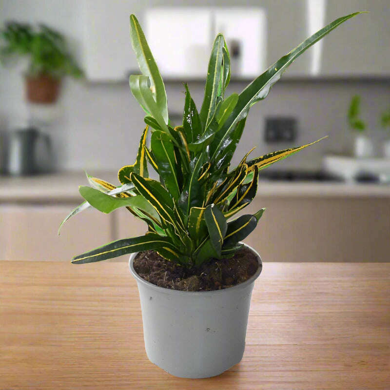 yellow-banana-croton-codiaeum-variegatum-banana-small-indoor-plants-1a5