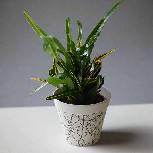 yellow-banana-croton-codiaeum-variegatum-banana-small-indoor-plants-6zP