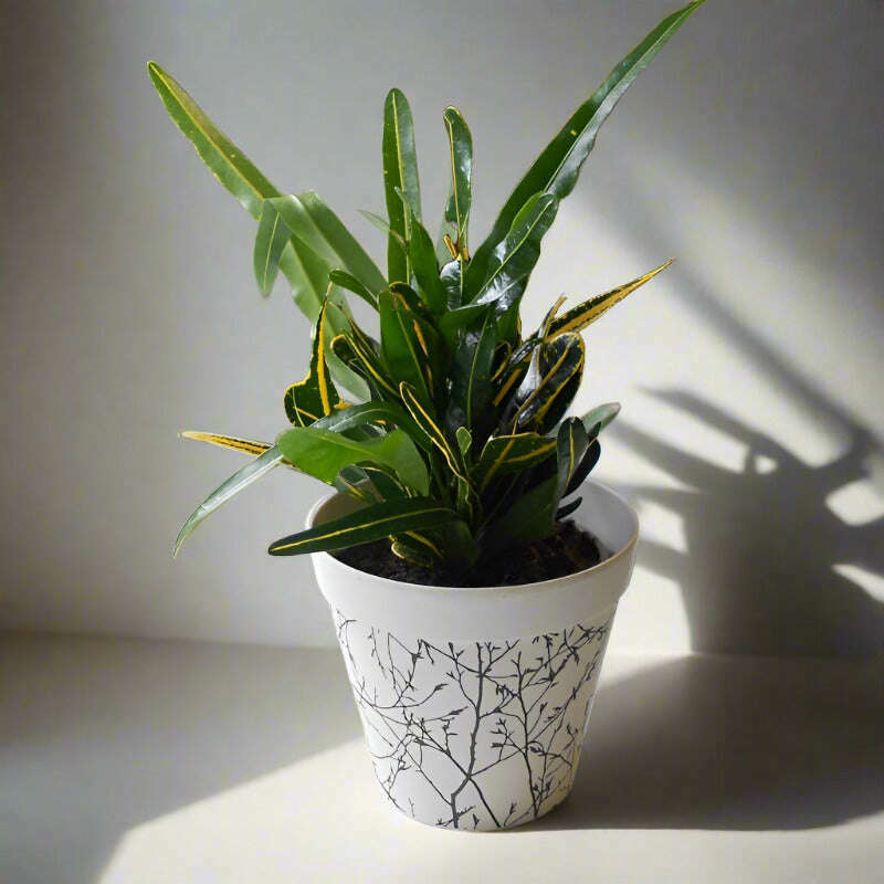 yellow-banana-croton-codiaeum-variegatum-banana-small-indoor-plants-A0T