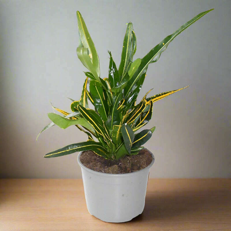 yellow-banana-croton-codiaeum-variegatum-banana-small-indoor-plants-BZO